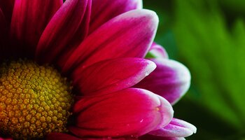 purple coneflower